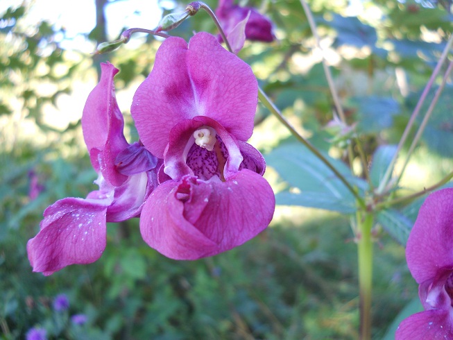 Impatiens glandulifera